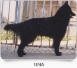 tina